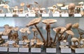 Eastern Europe Croatia Zagreb Mushroom Museum Mycology Nature Plants Poison Species Freeze-dried Mushrooms Collection