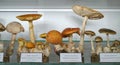 Eastern Europe Croatia Zagreb Mushroom Museum Mycology Nature Plants Poison Species Freeze-dried Mushrooms Collection Royalty Free Stock Photo
