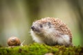 Eastern European Hedgehog