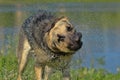 Sheepdog on the background of the lake shakes off the water Royalty Free Stock Photo