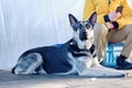 The Eastern European Shepherd Dog lies with alertness with his ears up. the concept of Pets