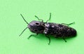 Eastern-Eyed Click Beetle macro. Royalty Free Stock Photo