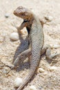 Eastern Fence Lizard Royalty Free Stock Photo