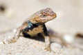 Eastern Fence Lizard Royalty Free Stock Photo