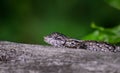 Eastern fence lizard on an actual fence