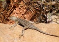 Eastern Fence Lizard