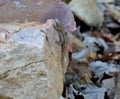 Eastern fence lizard clinging on rock