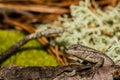 Eastern Fence Lizard Royalty Free Stock Photo