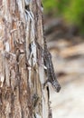 Eastern Fence Lizard Royalty Free Stock Photo