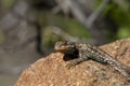 Eastern fence lizard Royalty Free Stock Photo