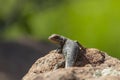 Eastern fence lizard Royalty Free Stock Photo