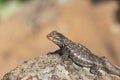 Eastern fence lizard Royalty Free Stock Photo