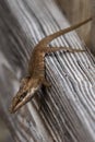 Eastern Fence Lizard at Five Rivers Delta Center