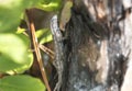 Eastern Fence Lizard in the Okefenokee Swamp