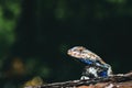 Eastern Fence Lizard Royalty Free Stock Photo