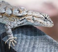 Eastern fence lizard Sceloporus undulatus close up of face and head, spiny scales, slight blue under neck,  eye detail, Looking Royalty Free Stock Photo