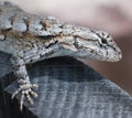 Eastern fence lizard Sceloporus undulatus Royalty Free Stock Photo