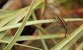 Eastern Fence Lizard