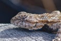 Eastern fence lizard (Sceloporus undulatus) head close up showing spiny scales Royalty Free Stock Photo