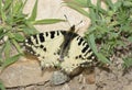 Eastern Festoon Butterfly
