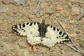 Eastern Festoon Butterfly