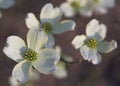 Eastern Flowering Dogwood (Cornus florida L.)