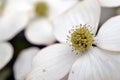 Eastern flowering dogwood.