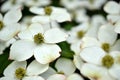 Eastern flowering dogwood.