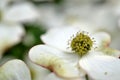 Eastern flowering dogwood.