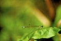 Eastern Forktail Damselfly 33070