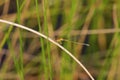 Eastern Forktail Female Immature 704230