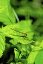 Eastern Forktail Immature Female 46073