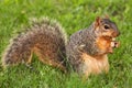 Eastern Fox Squirrel Royalty Free Stock Photo