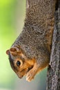 Eastern Fox Squirrel Eating A Peanut Royalty Free Stock Photo