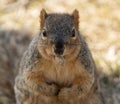 Eastern fox squirrel holds a peanut in his mouth while looking at you Royalty Free Stock Photo