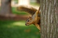 Eastern Fox Squirrel Royalty Free Stock Photo