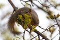 Eastern Fox Squirrel Munching Maple Tree Flowers in Spring Royalty Free Stock Photo