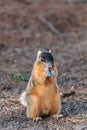 Eastern Fox squirrel Sciurus niger r