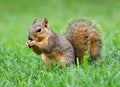 Eastern Fox squirrel (Sciurus niger) Royalty Free Stock Photo