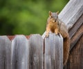 Eastern Fox Squirrel Sitting On A Wooden Fence In The Backyard