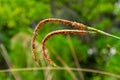 Eastern gamagrass Tripsacum dactyloides flowers closeup - Davie, Florida, USA