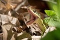 Eastern Garter Snake Hunting For Prey