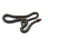 Eastern Garter Snake isolated on white background Royalty Free Stock Photo