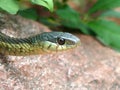 Eastern Garter Snake Head and Neck Close Up