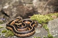 Eastern Garter Snake (Thamnophis sauritus) Royalty Free Stock Photo