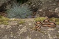 Eastern Garter Snake (Thamnophis sauritus)