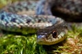 Eastern Garter Snake (Thamnophis sauritus)