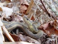 Eastern Garter snake Thamnophis sirtalis among fallen leaves Royalty Free Stock Photo