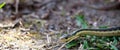 Eastern Garter snake & x28;T. s. parietalis& x29; photographed in Ontario Canada