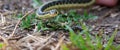 Eastern Garter snake & x28;T. s. parietalis& x29; photographed in Ontario Canada